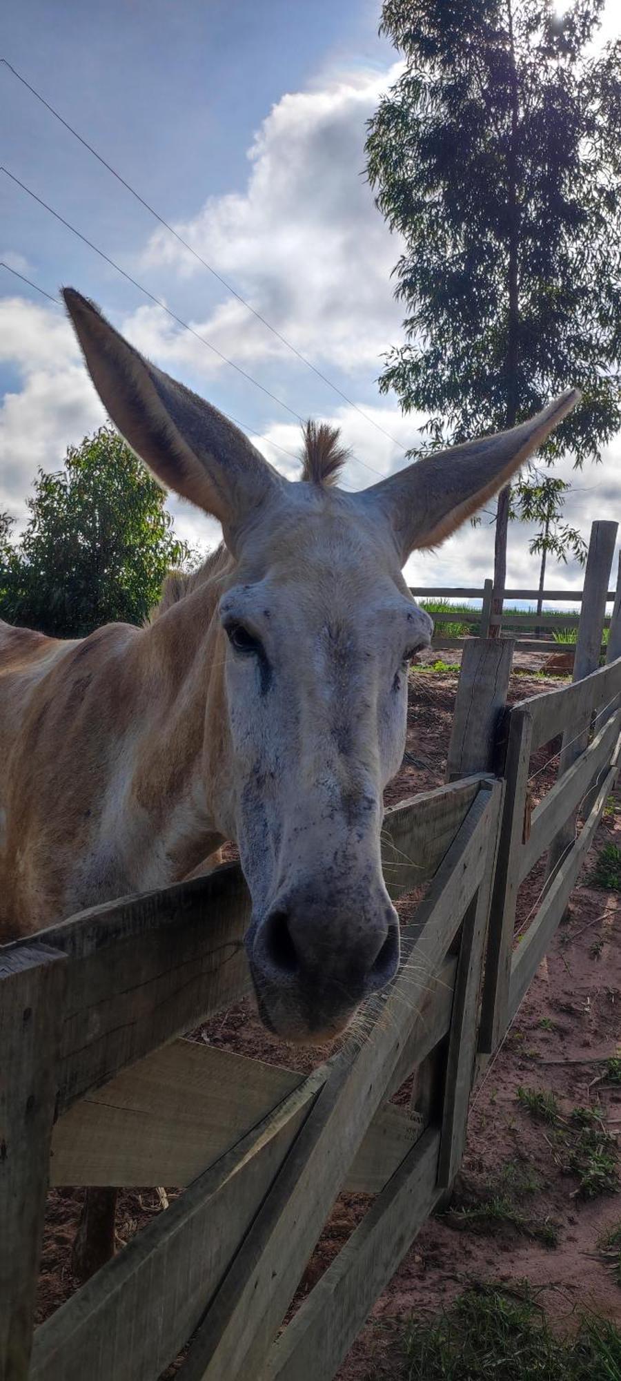 فندق Fazenda Brotas Sp المظهر الخارجي الصورة